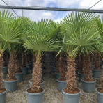 Palma konopná (Trachycarpus fortunei) -  výška kmeňa 100-110 cm, výška 220-240 cm, kont. C45L (-17°C)